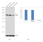 TRAP1 Antibody in Western Blot (WB)