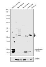 Transthyretin Antibody in Western Blot (WB)