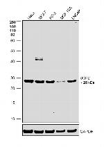 UCP2 Antibody in Western Blot (WB)