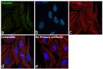 Vinculin Antibody in Immunocytochemistry (ICC/IF)