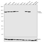 Vinculin Antibody in Western Blot (WB)