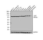 VCP Antibody in Western Blot (WB)