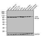 VCP Antibody in Western Blot (WB)