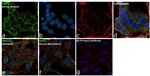 YBX1 Antibody in Immunocytochemistry (ICC/IF)