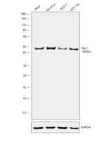 YBX1 Antibody in Western Blot (WB)