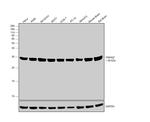 14-3-3 zeta Antibody in Western Blot (WB)