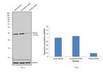 14-3-3 zeta Antibody in Western Blot (WB)