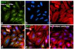 BST-2 Antibody