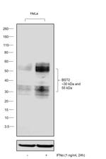 BST-2 Antibody in Western Blot (WB)