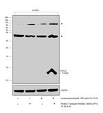 CXCL2 Antibody in Western Blot (WB)