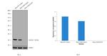 Galectin 3 Antibody