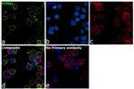 PTPN2 Antibody in Immunocytochemistry (ICC/IF)