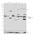 PTPN2 Antibody in Western Blot (WB)