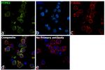 PTPN2 Antibody in Immunocytochemistry (ICC/IF)