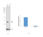 SOD1 Antibody in Western Blot (WB)