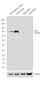 LRP1 Antibody in Western Blot (WB)