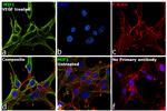 MIF Antibody