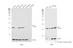 MIF Antibody in Western Blot (WB)