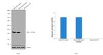 Glutamine Synthetase Antibody in Western Blot (WB)