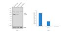 B-Raf Antibody in Western Blot (WB)