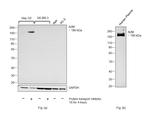 A2M Antibody in Western Blot (WB)