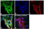 MST2 Antibody in Immunocytochemistry (ICC/IF)