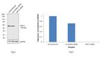 MST2 Antibody in Western Blot (WB)