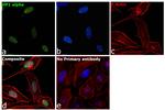 HP1 alpha Antibody in Immunocytochemistry (ICC/IF)