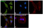 Nesprin 1 Antibody in Immunocytochemistry (ICC/IF)