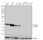 PYCARD Antibody in Western Blot (WB)