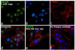 PIK3CB Antibody in Immunocytochemistry (ICC/IF)