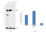 PIK3CB Antibody in Western Blot (WB)