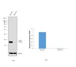 SOD1 Antibody