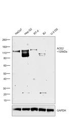 ACE2 Antibody