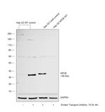 APOE Antibody in Western Blot (WB)