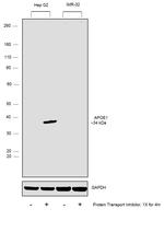 APOE Antibody in Western Blot (WB)