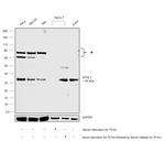 NTHL1 Antibody in Western Blot (WB)