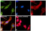 STAT3 Antibody in Immunocytochemistry (ICC/IF)