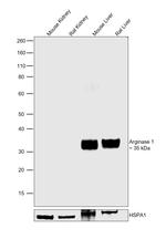 Arginase 1 Antibody