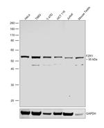 FZR1 Antibody in Western Blot (WB)