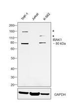 IRAK1 Antibody in Western Blot (WB)