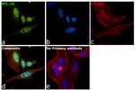 Bcl-10 Antibody in Immunocytochemistry (ICC/IF)