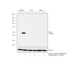 Apolipoprotein H Antibody in Western Blot (WB)