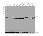 VDAC Antibody in Western Blot (WB)