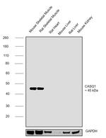 Calsequestrin Antibody in Western Blot (WB)