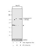 Complement C3 Antibody in Western Blot (WB)