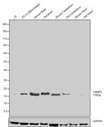 VAMP2 Antibody in Western Blot (WB)