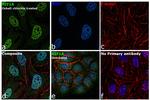 HIF1A Antibody in Immunocytochemistry (ICC/IF)