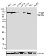 VPS34 Antibody