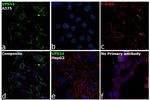 VPS34 Antibody in Immunocytochemistry (ICC/IF)